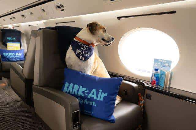World's first Dog Jet charter to launch soon