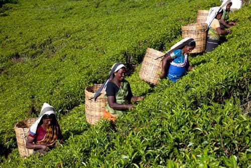 Minimum daily wage of plantation workers increased to Rs. 1,700