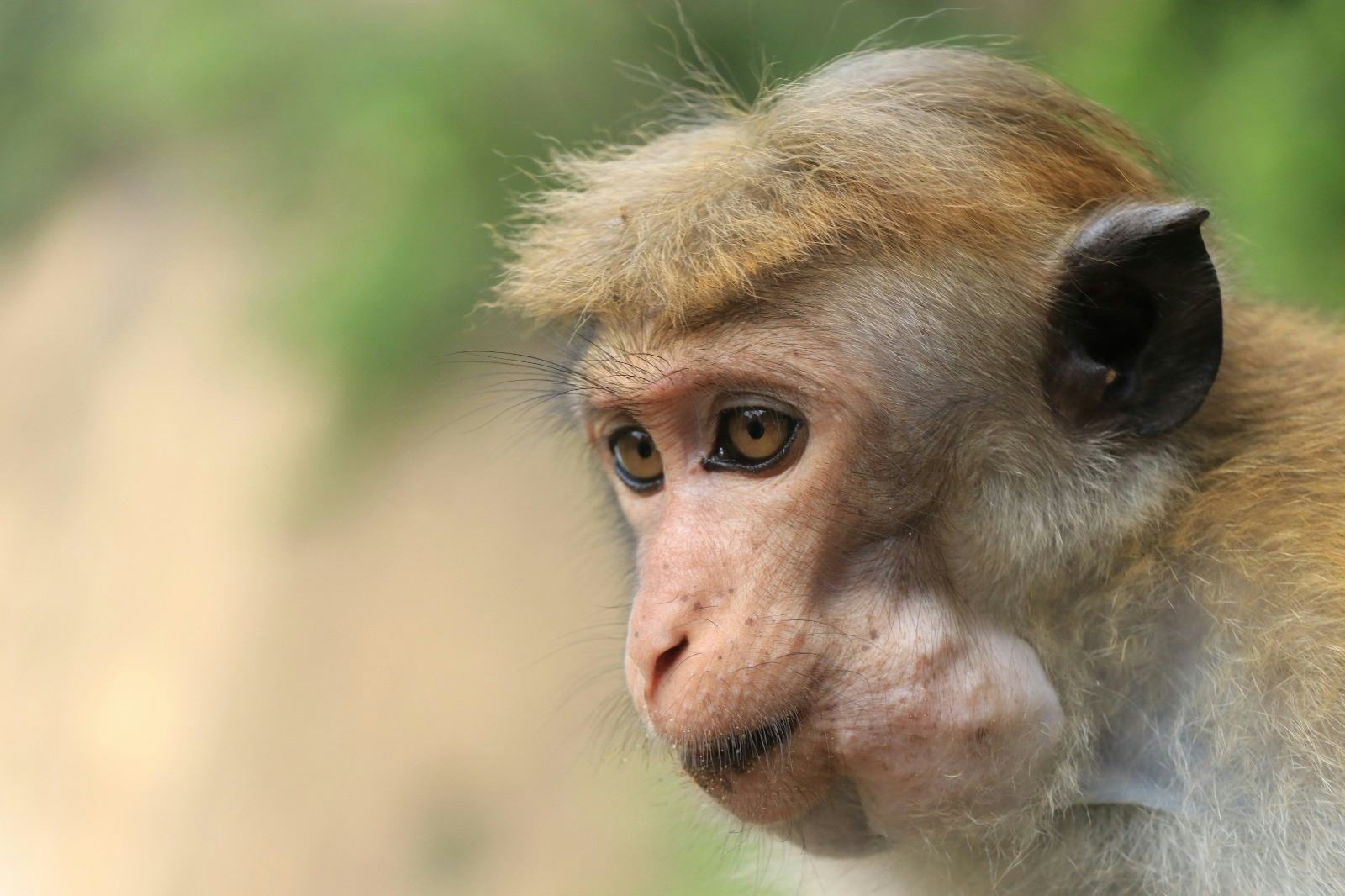 Crop losses: Mitigation strategies for crop-raiding monkeys 