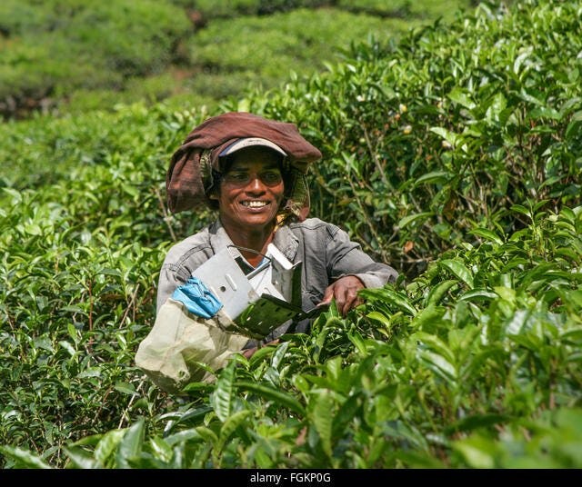 Tea smallholders in dire straits over declining prices