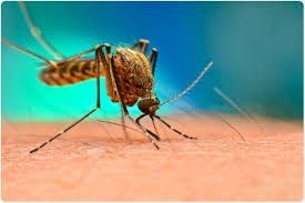 Public health: Dengue infections soar to 40,000