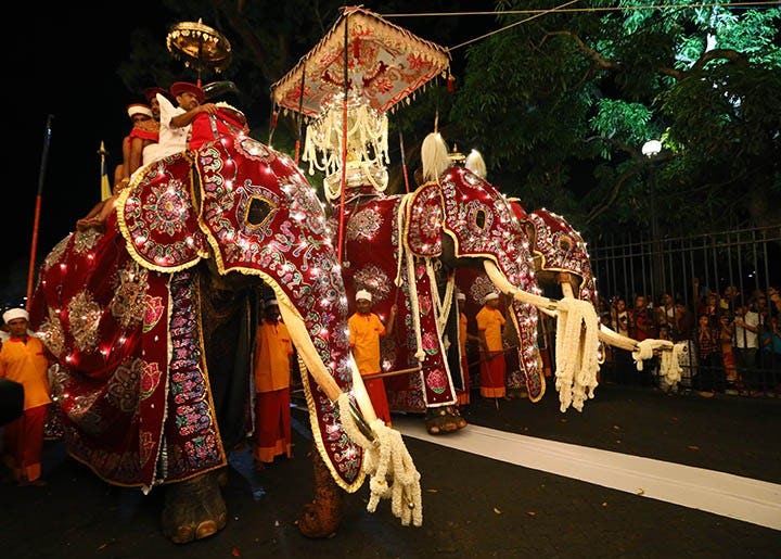 Elephants in cultural practices: Debate over elephants continues 