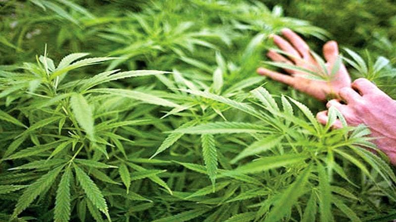  Cannabis export proposal: NDDCB permission yet to be sought 
