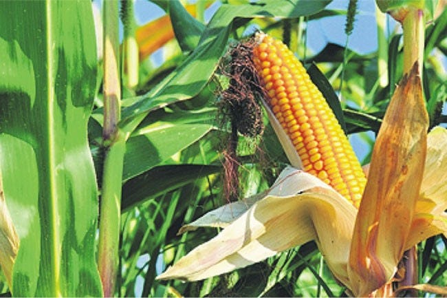 Maize farmers to get Rs. 20,000 per acre 