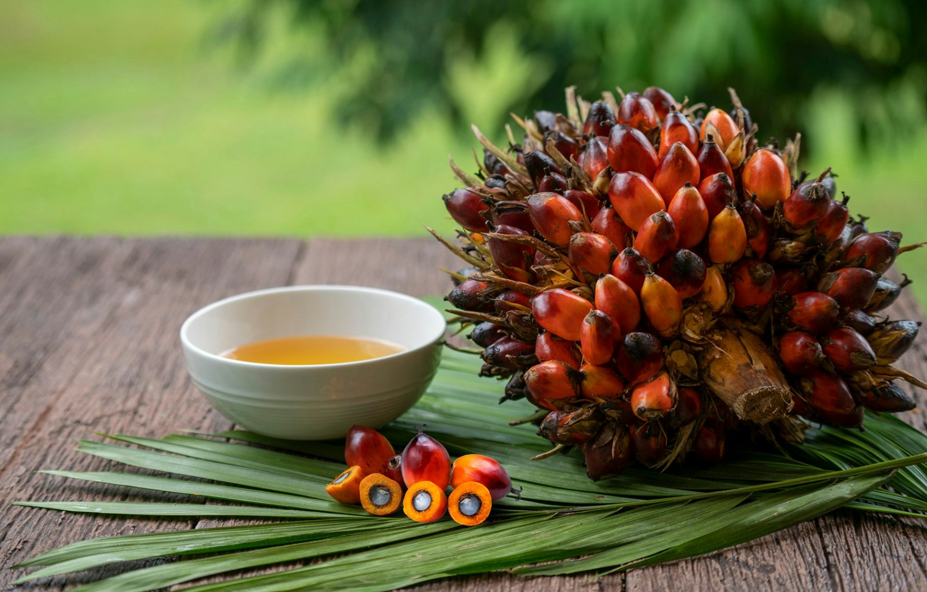 Oiling the ‘palm’: The pros and cons of SL’s palm oil industry
