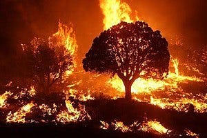 Deliberate forest fires? DMC raises concerns 