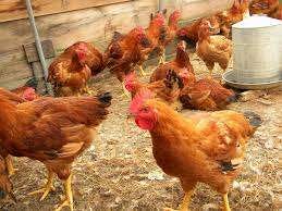 Soaring price of poultry: Govt moots chicken imports