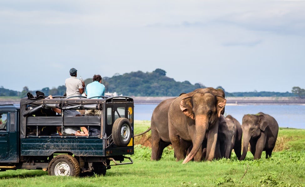 Udawalawe National Park: Visitor preferences not considered in safari tour pricing
