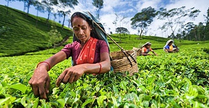 Tea exports show positive signs in Feb.  