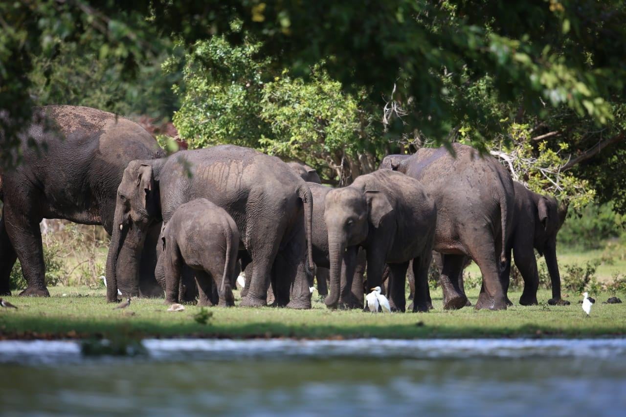 Elephant deaths on the rise in Sri Lanka