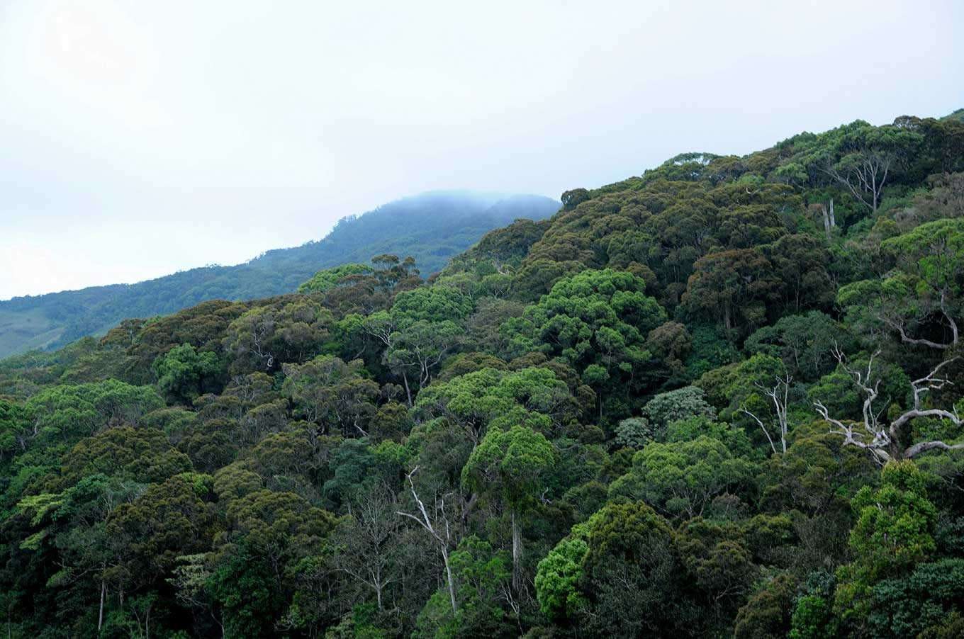 Govt. refutes claims that Sri Lanka’s forest cover has reduced to 16%