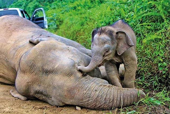 Elephant deaths: SL records highest number in 2022