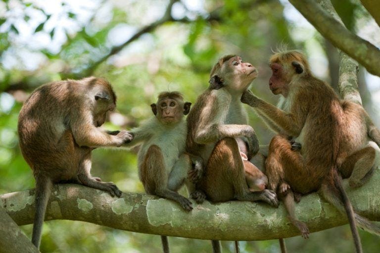 SL to ‘export’ monkeys to China?