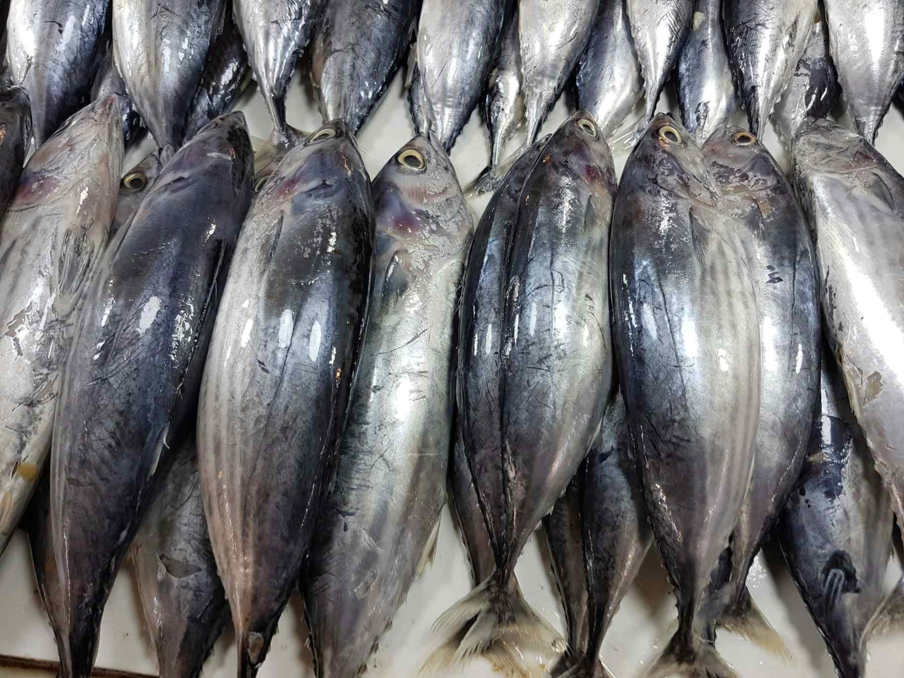 Fish prices: High prices to remain till November?